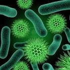 Bacteria Image 2